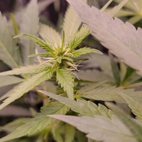 Sky OG. growlog timeline photo
