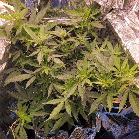Sky OG. growlog timeline photo