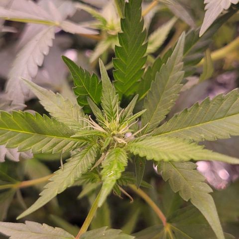 Sky OG. growlog timeline photo