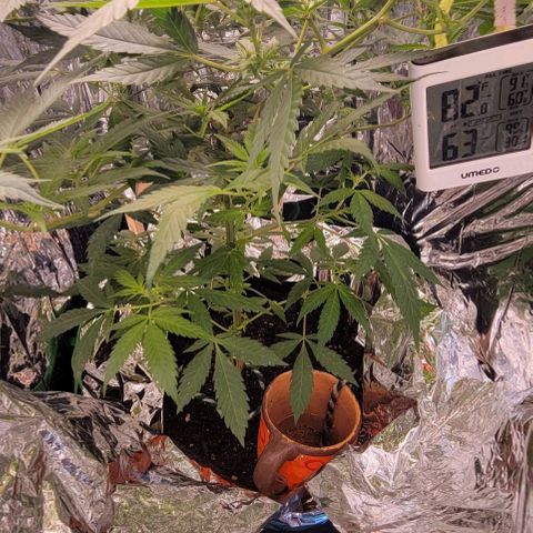 Sky OG. growlog timeline photo