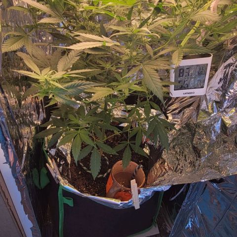 Sky OG. growlog timeline photo
