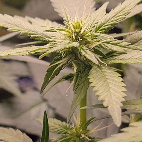Sky OG. growlog timeline photo