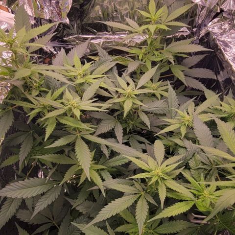 Sky OG. growlog timeline photo