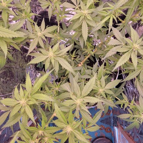 Sky OG. growlog timeline photo