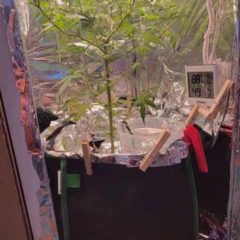 Sky OG. growlog timeline photo
