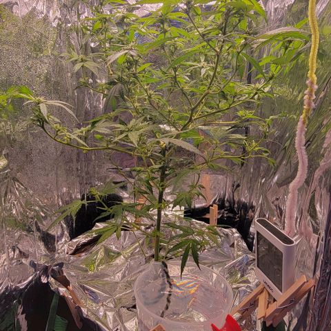Sky OG. growlog timeline photo