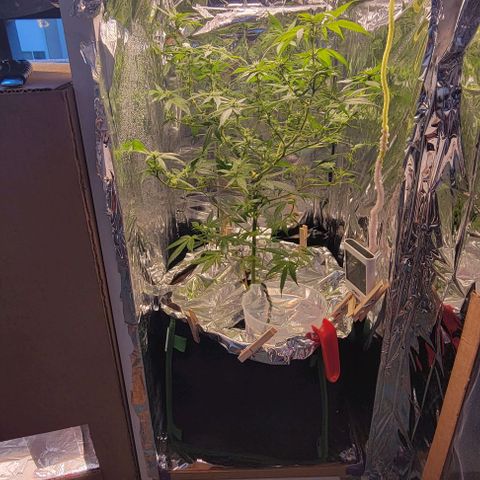 Sky OG. growlog timeline photo
