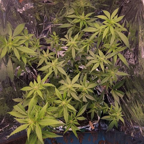 Sky OG. growlog timeline photo