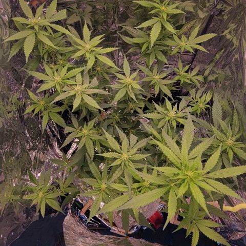 Sky OG. growlog timeline photo