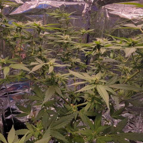 Sky OG. growlog timeline photo