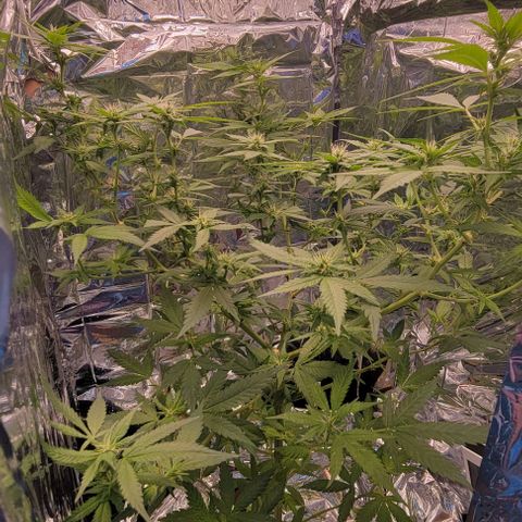 Sky OG. growlog timeline photo