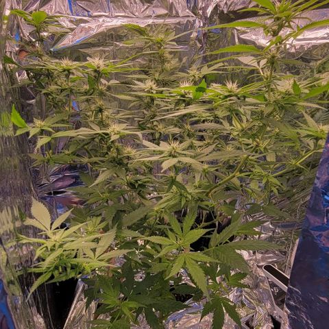 Sky OG. growlog timeline photo