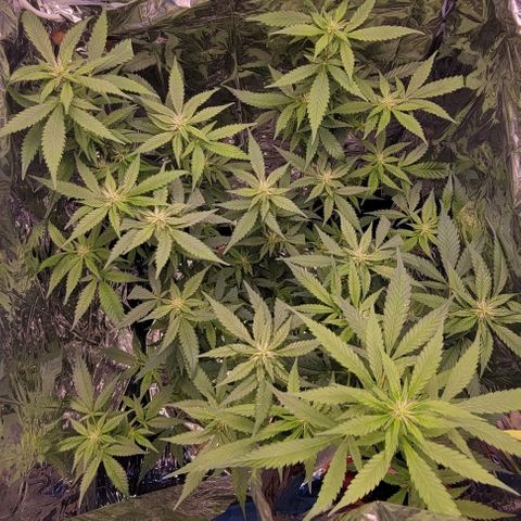 Sky OG. growlog timeline photo