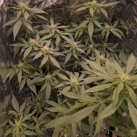 Sky OG. growlog timeline photo