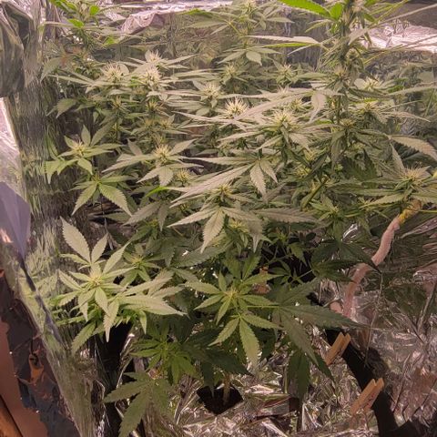 Sky OG. growlog timeline photo