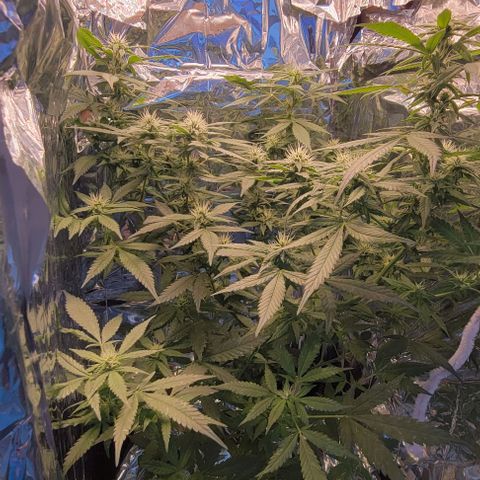Sky OG. growlog timeline photo