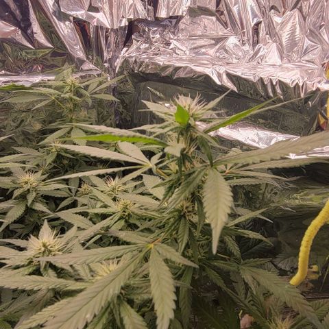 Sky OG. growlog timeline photo