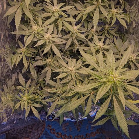 Sky OG. growlog timeline photo