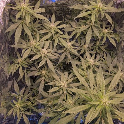Sky OG. growlog timeline photo