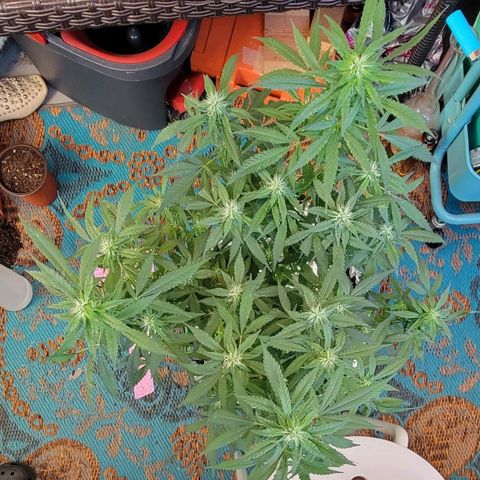 Sky OG. growlog timeline photo