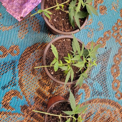 Sky OG. growlog photo: I did it again! Three more baby clones! 
These three branches were the lowest ones of the plant and were not flowering yet, I'm assuming they are a little behind I'm the cycle, so I decided to trim them off and clone them! This is now the 6th clone from Mama Sky OG! What a proud mama, and me!! Lol 