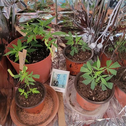 Sky OG. growlog photo: Baby clones in tent #2!! Jane is the oldest, three younger sisters. They are so pretty! 