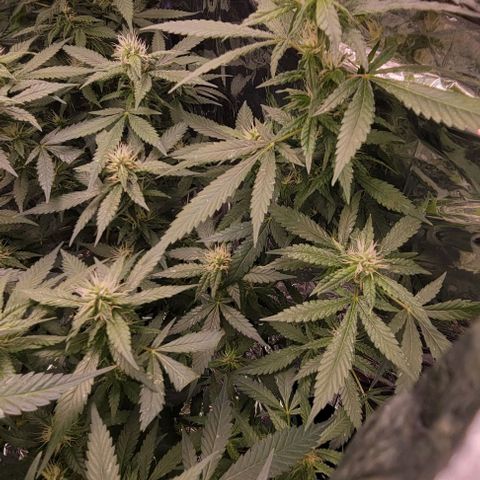Sky OG. growlog timeline photo