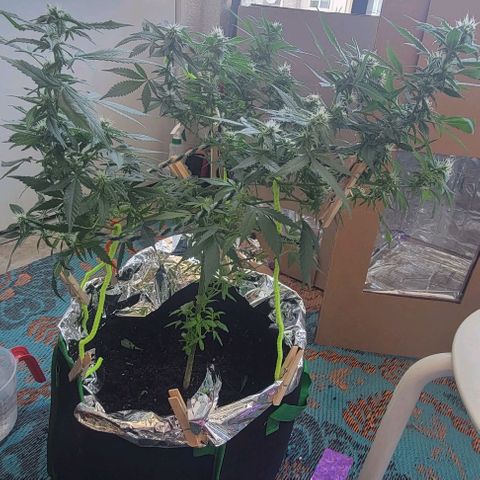 Sky OG. growlog timeline photo