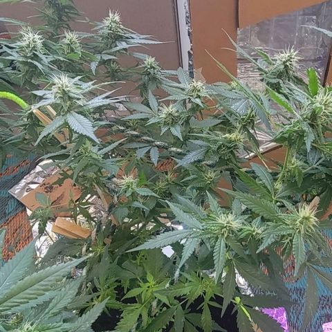 Sky OG. growlog timeline photo