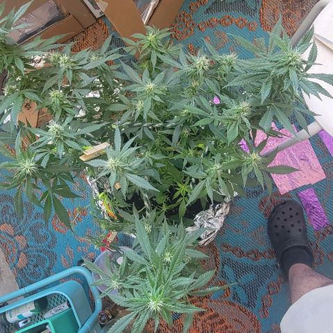 Sky OG. growlog timeline photo