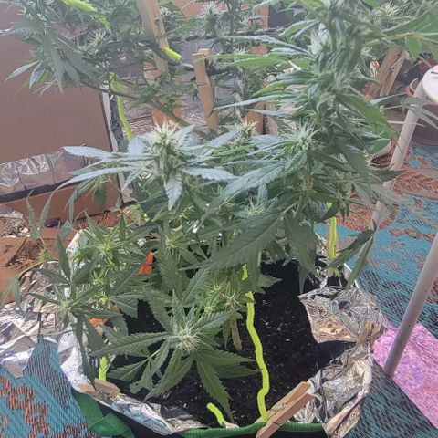 Sky OG. growlog timeline photo