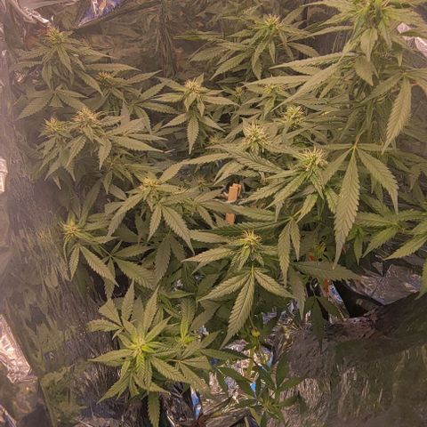 Sky OG. growlog photo: This morning I noticed that the hairs on one or two buds have started to change color! Woah! So cool. I'm sure in no time I will be enjoying the fruits of my labor! Lol 