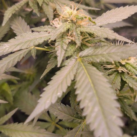 Sky OG. growlog photo: This morning I noticed that the hairs on one or two buds have started to change color! Woah! So cool. I'm sure in no time I will be enjoying the fruits of my labor! Lol 