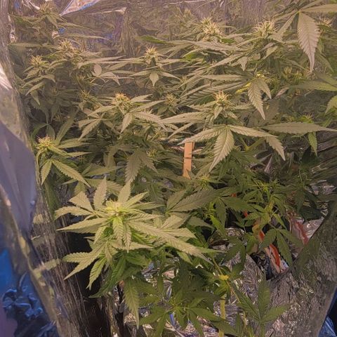 Sky OG. growlog photo: This morning I noticed that the hairs on one or two buds have started to change color! Woah! So cool. I'm sure in no time I will be enjoying the fruits of my labor! Lol 