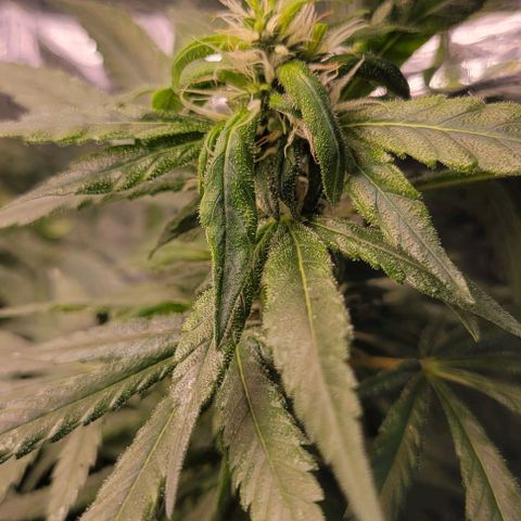 Sky OG. growlog timeline photo