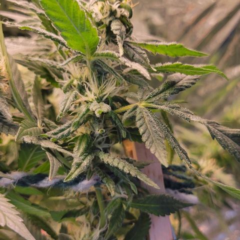 Sky OG. growlog timeline photo