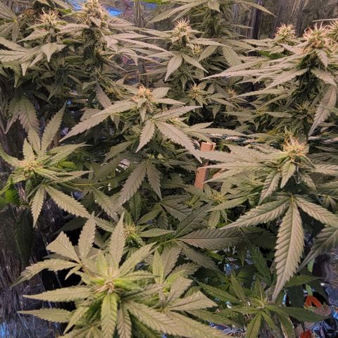 Sky OG. growlog timeline photo