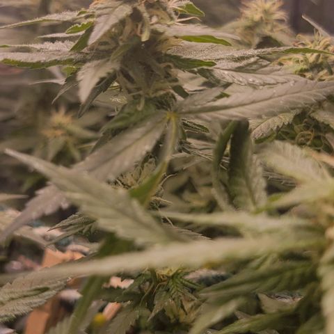 Sky OG. growlog timeline photo