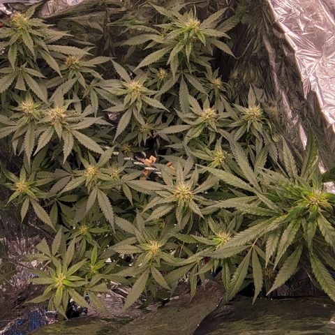 Sky OG. growlog timeline photo