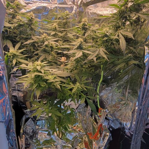 Sky OG. growlog timeline photo
