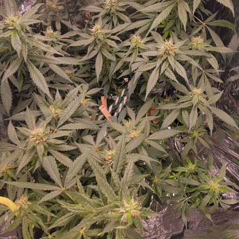 Sky OG. growlog photo: She smells like heavy diesel and pine! 