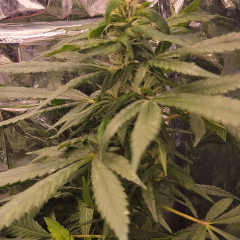 Sky OG. growlog photo: She smells like heavy diesel and pine! 