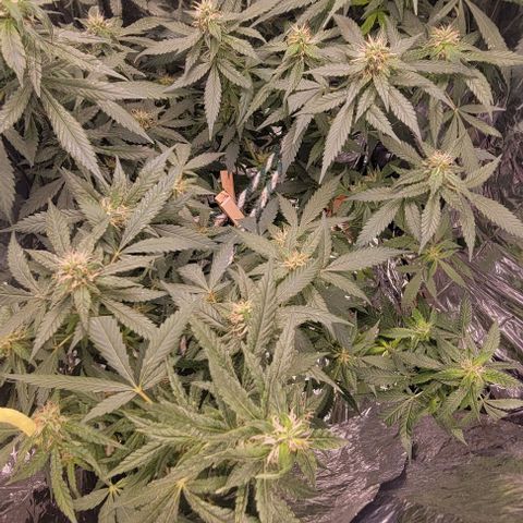 Sky OG. growlog photo: She smells like heavy diesel and pine! 