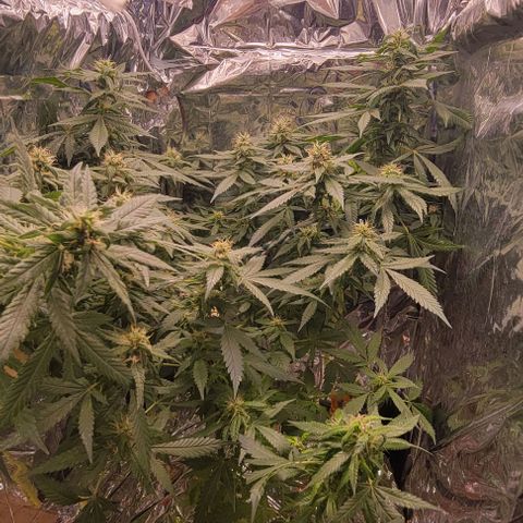 Sky OG. growlog photo: She smells like heavy diesel and pine! 
