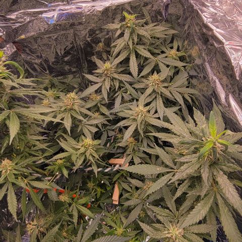 Sky OG. growlog photo: Nice n steady! Just a photo update. 