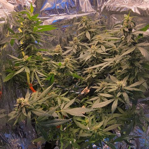 Sky OG. growlog photo: Nice n steady! Just a photo update. 