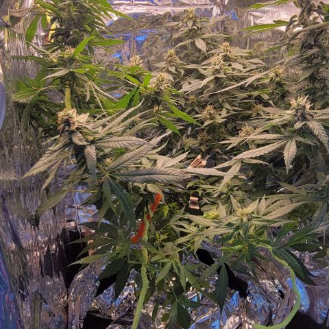Sky OG. growlog photo: Nice n steady! Just a photo update. 