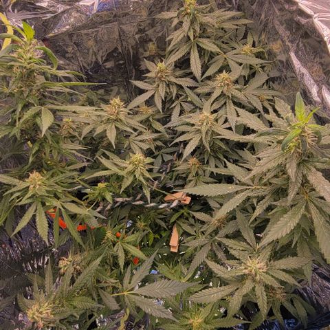 Sky OG. growlog photo: Nice n steady! Just a photo update. 