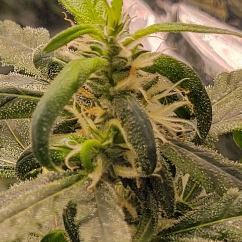 Sky OG. growlog photo: These two buds started to grow crazy !