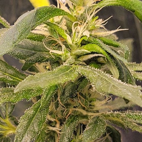 Sky OG. growlog photo: These two buds started to grow crazy !